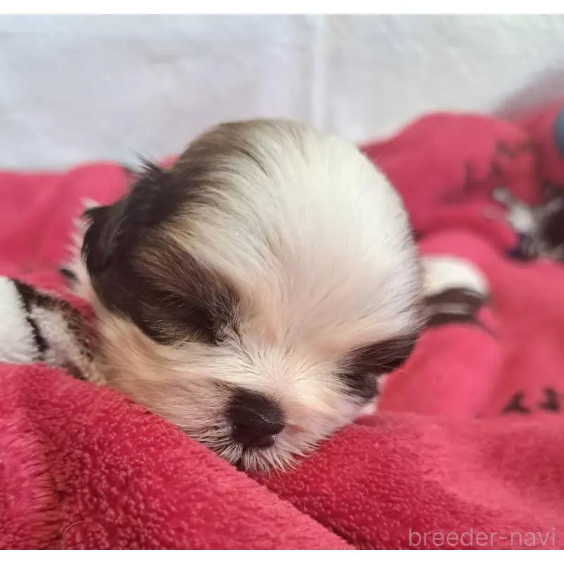 販売中の愛知県のシーズー-454560の2枚目