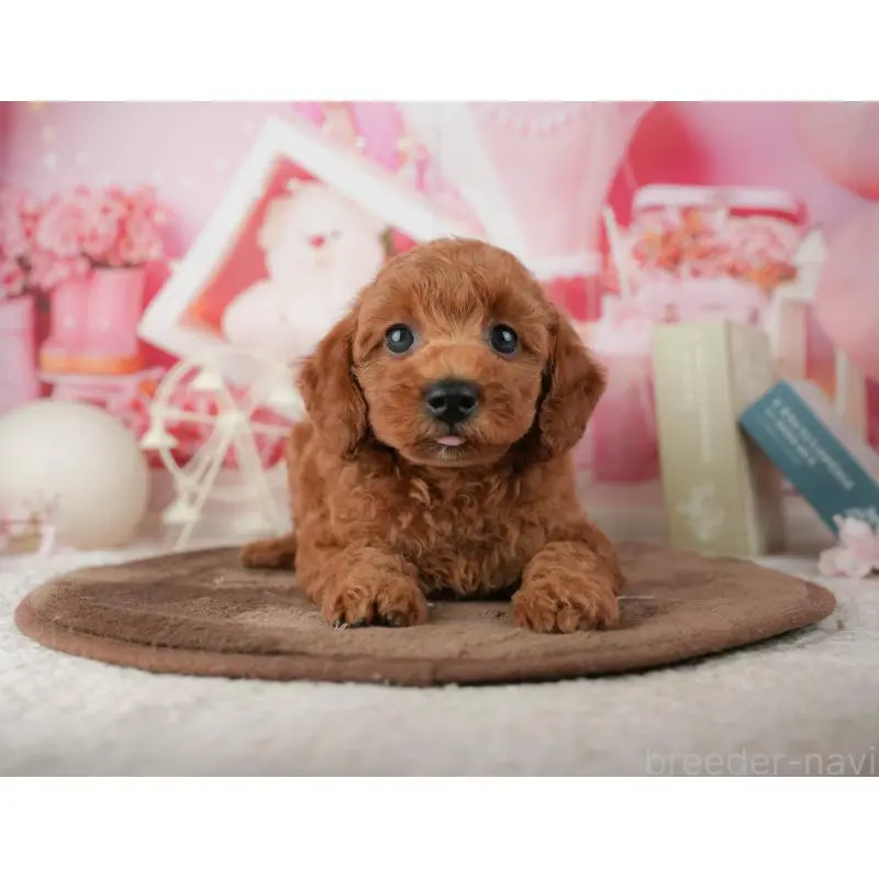 販売中の神奈川県のトイプードル-454561の14枚目