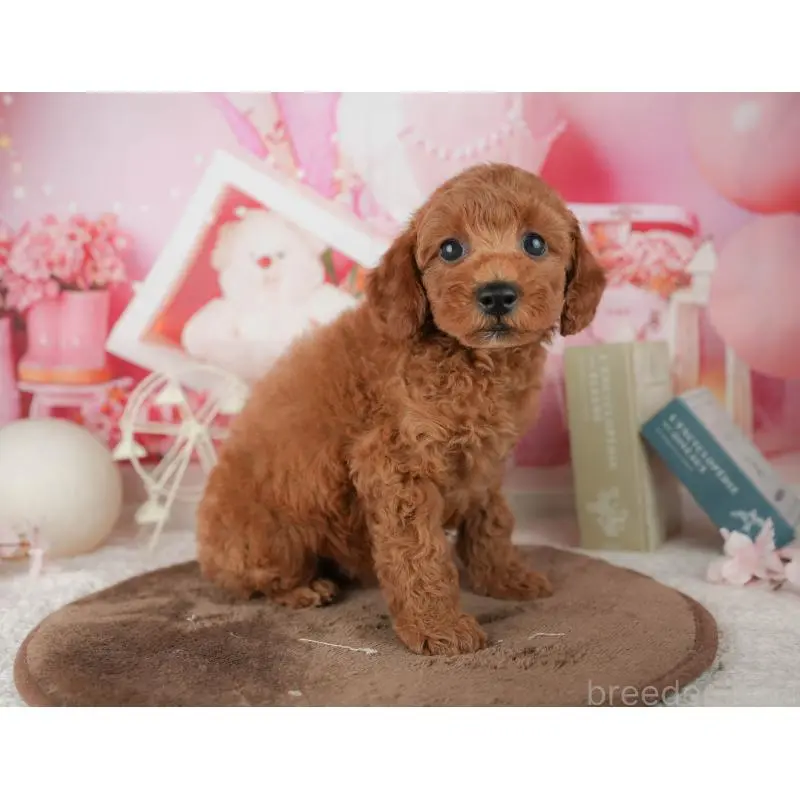 販売中の神奈川県のトイプードル-454561の13枚目