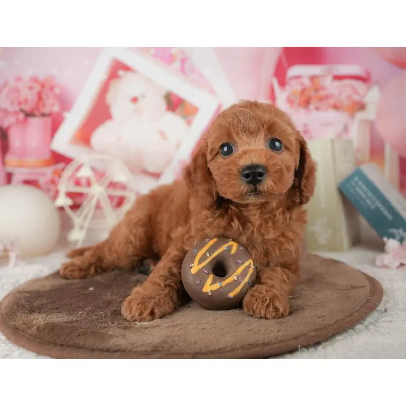 販売中の神奈川県のトイプードル-454561の12枚目