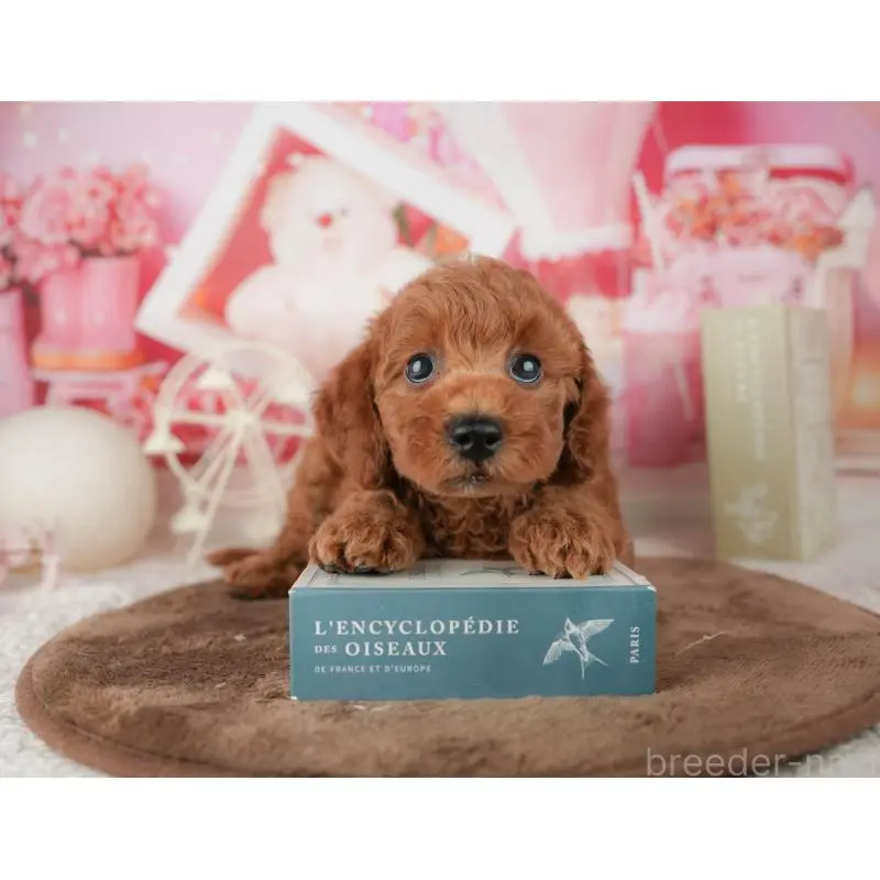 販売中の神奈川県のトイプードル-454561の11枚目