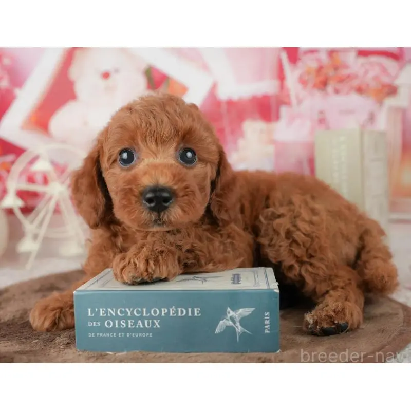 販売中の神奈川県のトイプードル-454561の10枚目