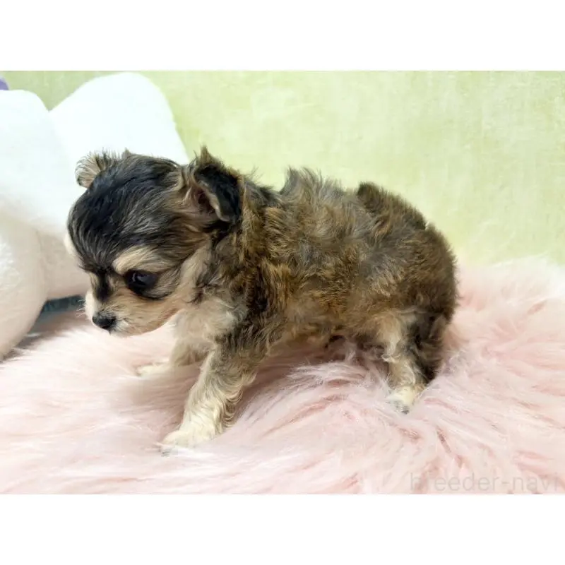 販売中の東京都のチワプー:チワワ×トイプードル-454571の5枚目