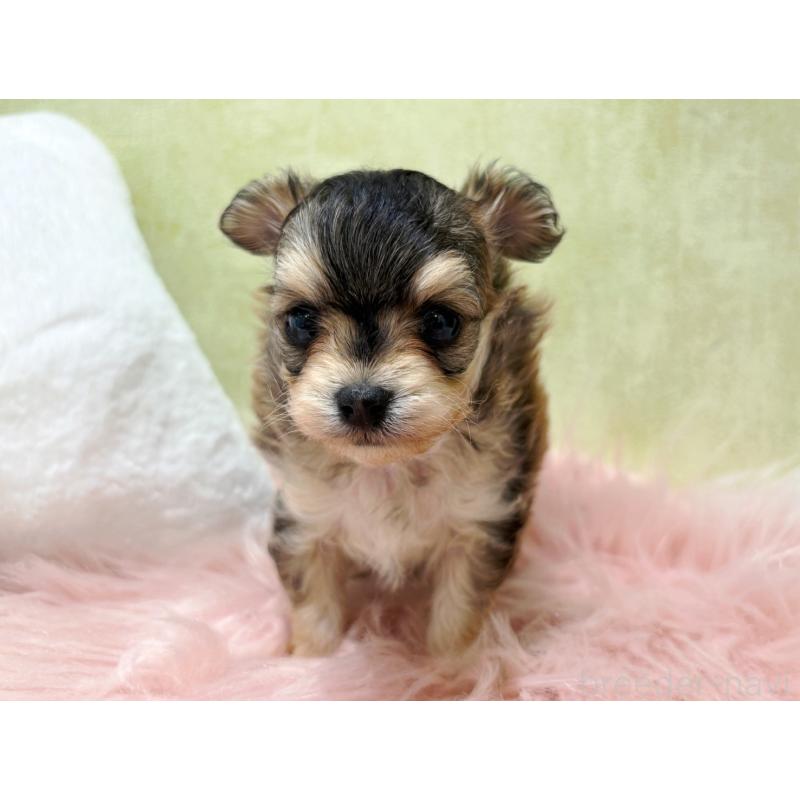 販売中の東京都のチワプー:チワワ×トイプードル-454571の4枚目