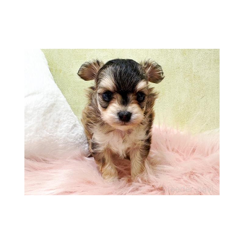 販売中の東京都のチワプー:チワワ×トイプードル-454571の2枚目