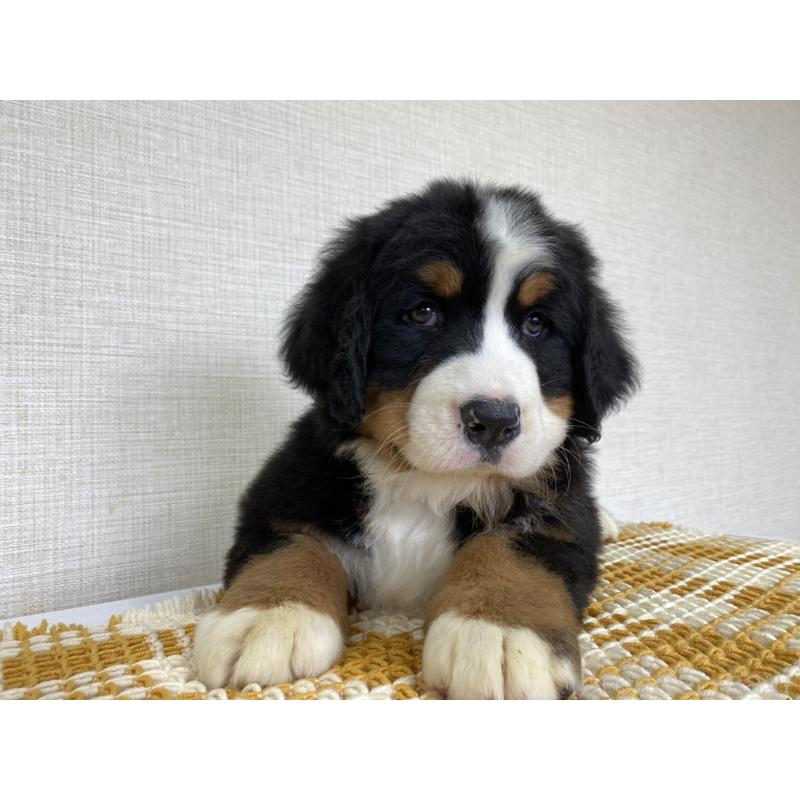 販売中の群馬県のバーニーズマウンテンドッグ-454562の2枚目