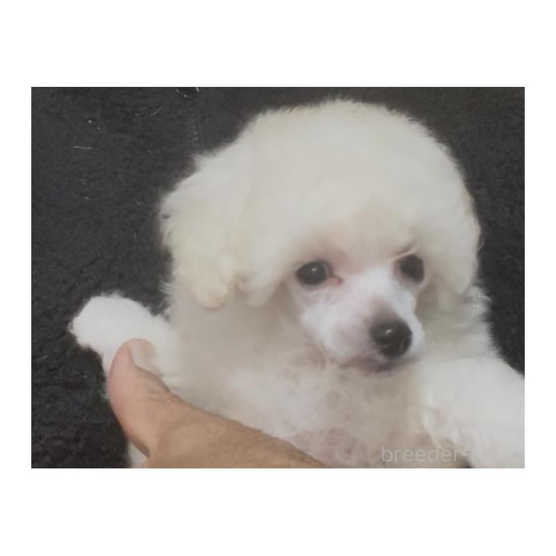 販売中の埼玉県のタイニープードル-454563の6枚目