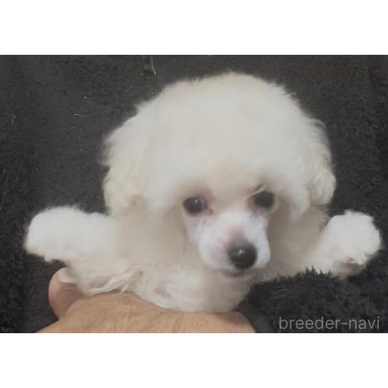 販売中の埼玉県のタイニープードル-454563の7枚目