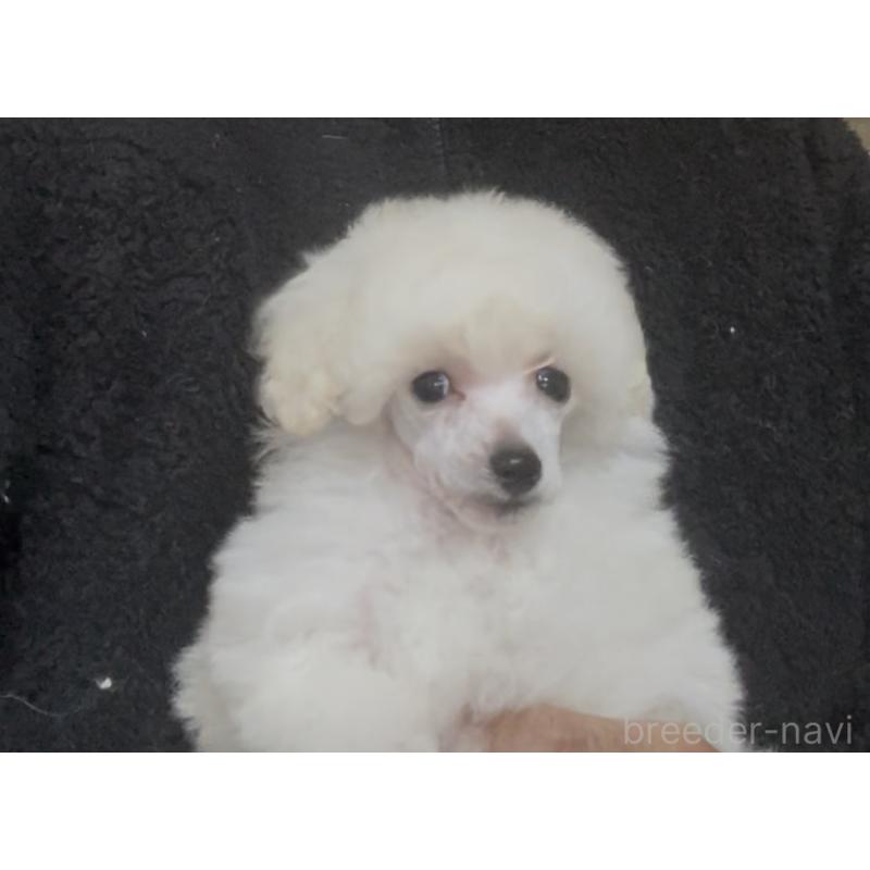 販売中の埼玉県のタイニープードル-454563の5枚目