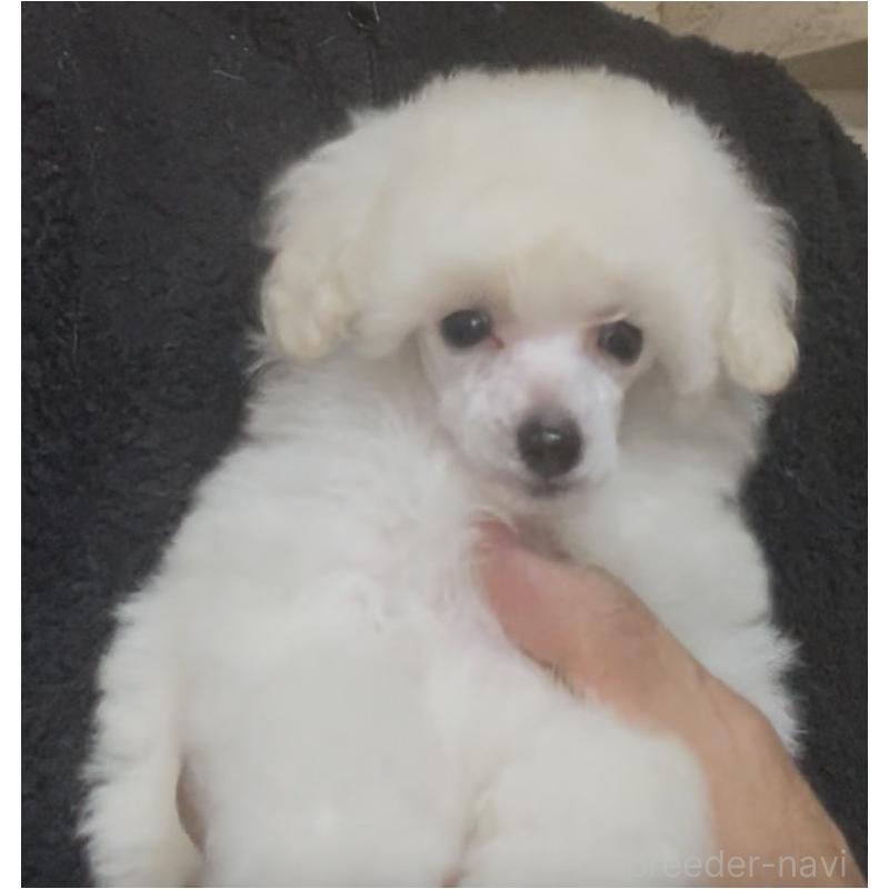 販売中の埼玉県のタイニープードル-454563の3枚目