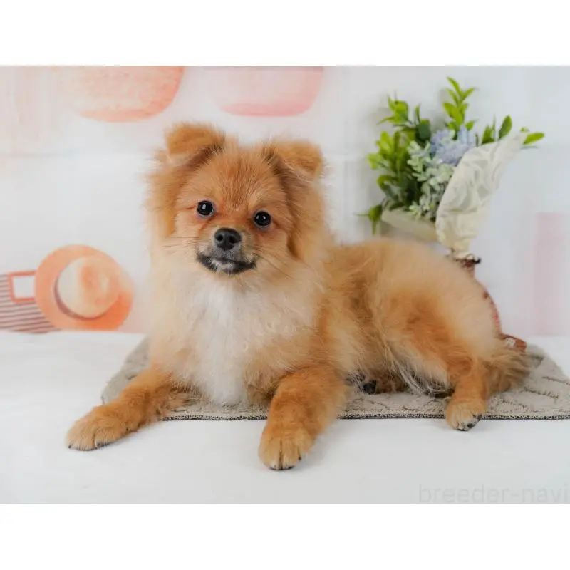 販売中の神奈川県のポメラニアン-454566の15枚目