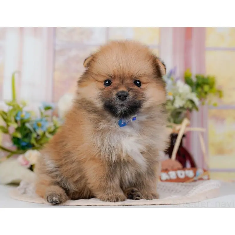 販売中の神奈川県のポメラニアン-454566の14枚目