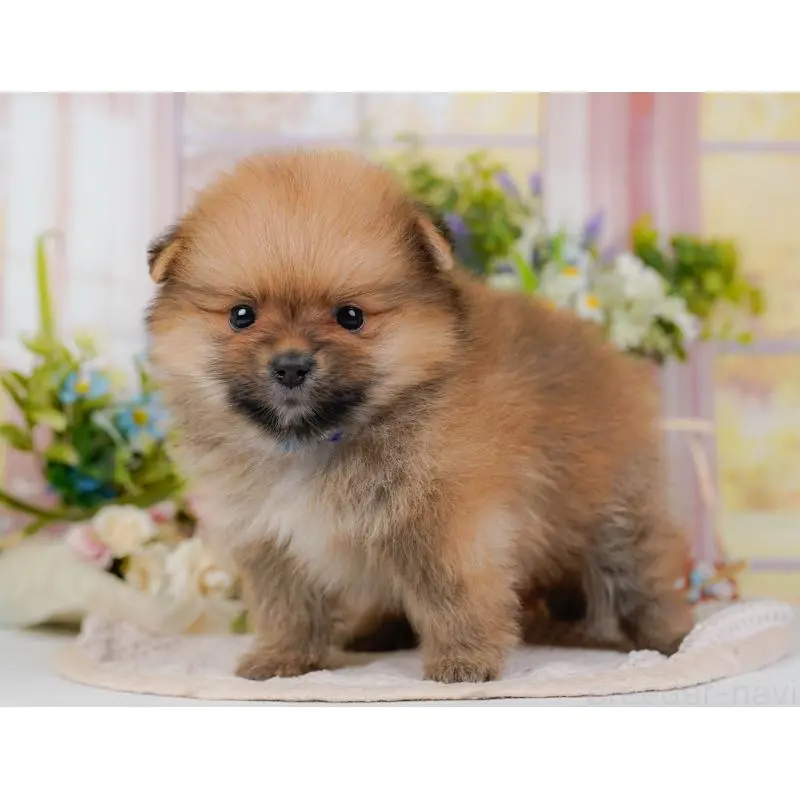 販売中の神奈川県のポメラニアン-454566の13枚目