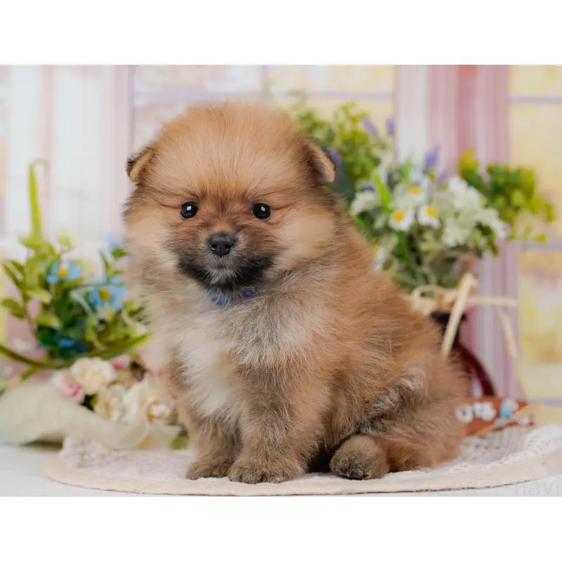 販売中の神奈川県のポメラニアン-454566の12枚目