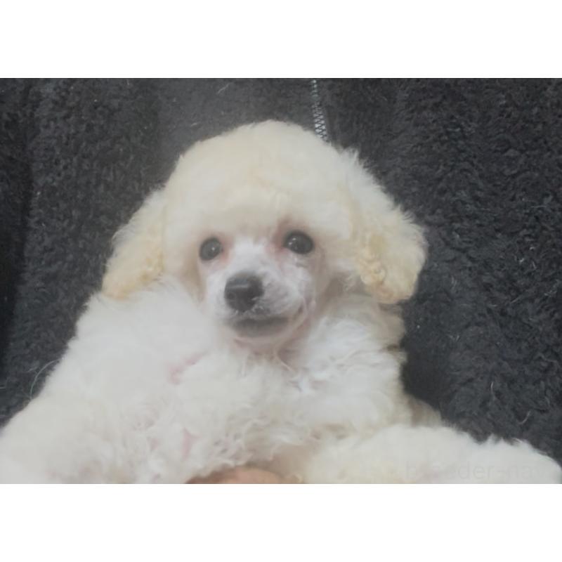 販売中の埼玉県のトイプードル-454567の6枚目