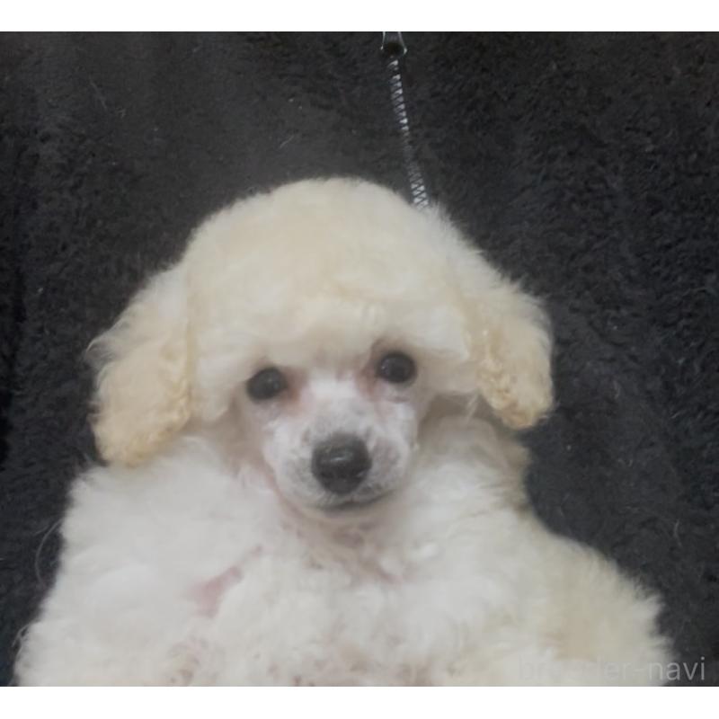販売中の埼玉県のトイプードル-454567の4枚目