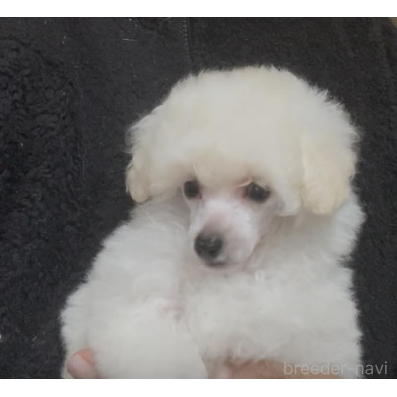 販売中の埼玉県のトイプードル-454567の5枚目