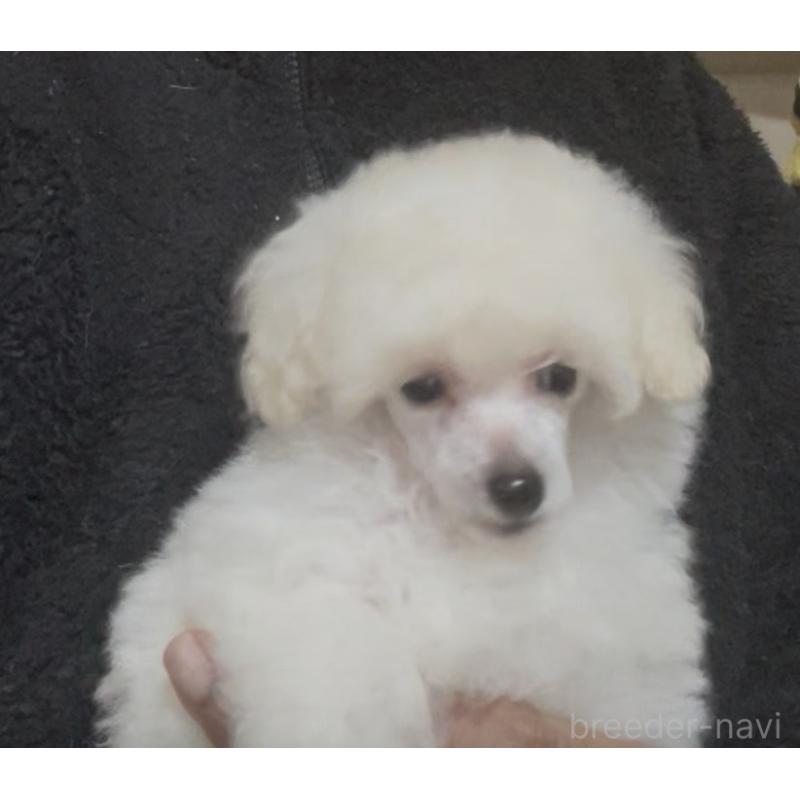 販売中の埼玉県のトイプードル-454567の3枚目