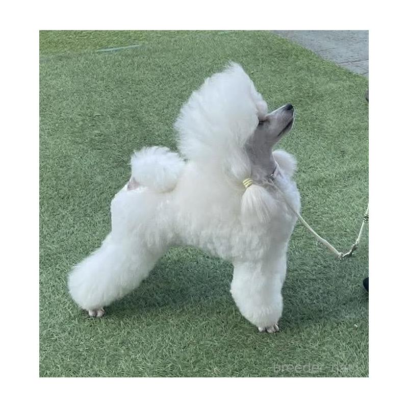 販売中の埼玉県のトイプードル-454567の2枚目