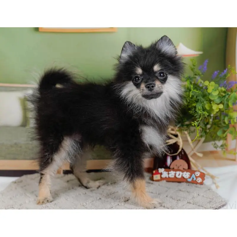 販売中の神奈川県のポメラニアン-454570の15枚目