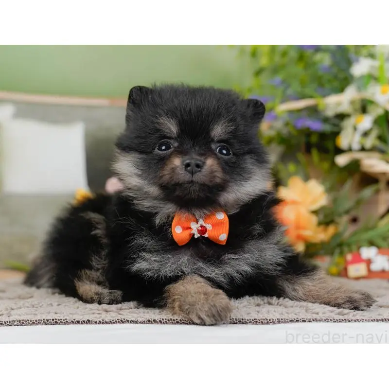 販売中の神奈川県のポメラニアン-454570の14枚目