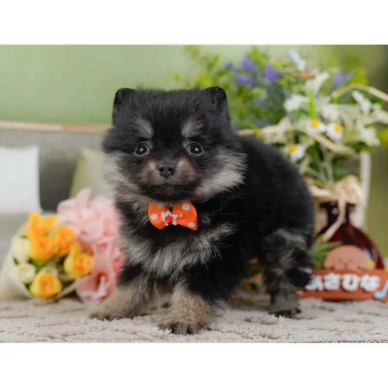 販売中の神奈川県のポメラニアン-454570の13枚目