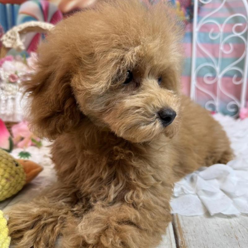 販売中の広島県のトイプードル-436645の5枚目