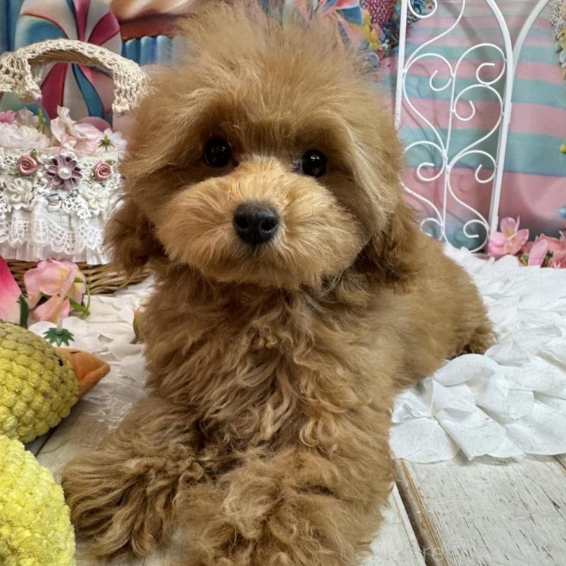 販売中の広島県のトイプードル-436645の4枚目