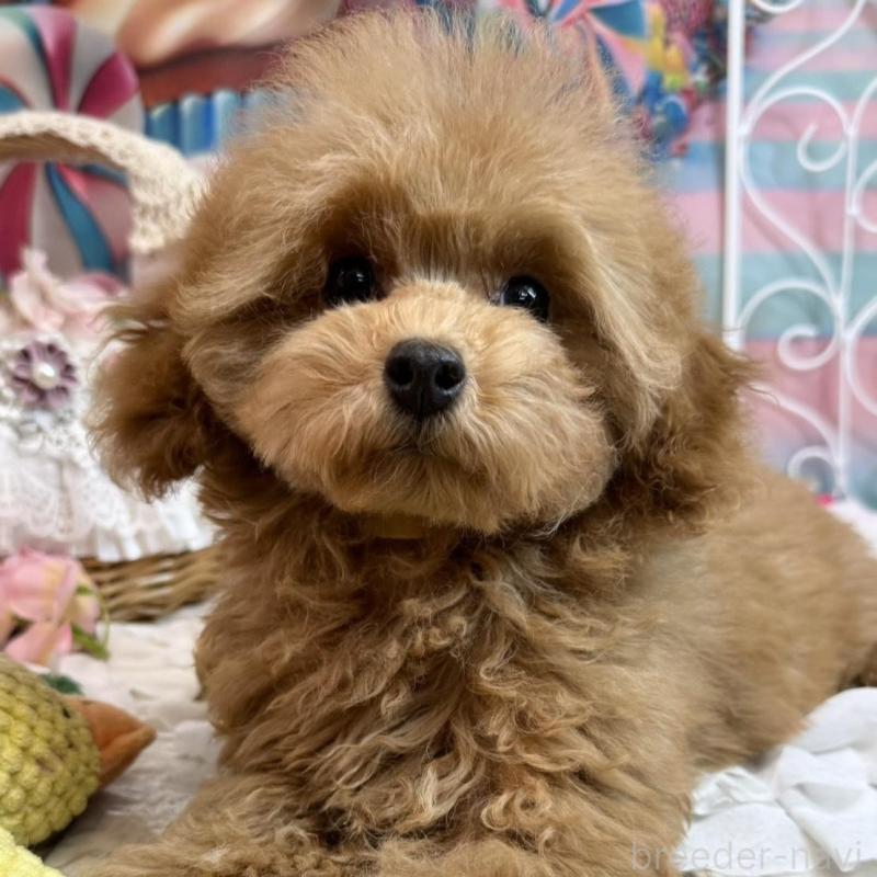 販売中の広島県のトイプードル-436645の3枚目