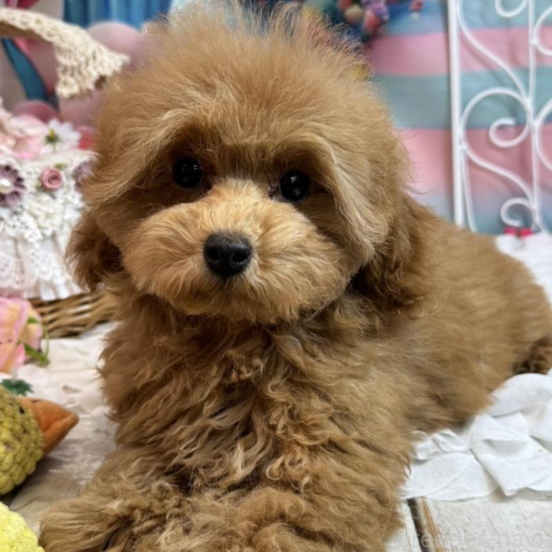 販売中の広島県のトイプードル-436645の2枚目