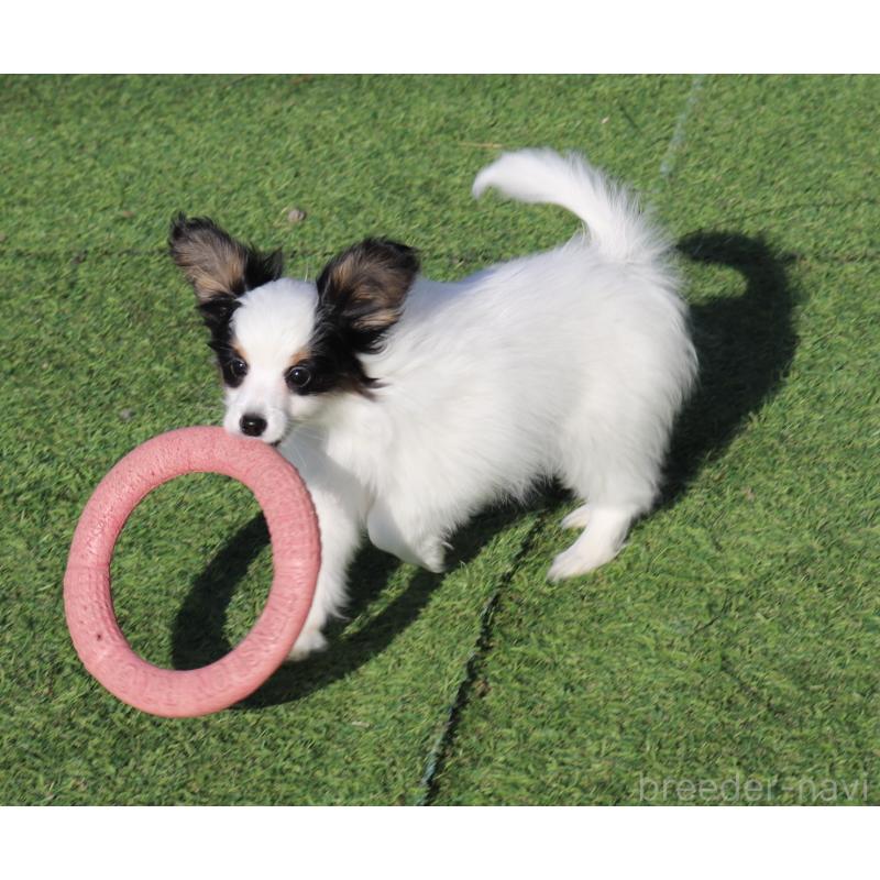 販売中の栃木県のパピヨン-454572の3枚目