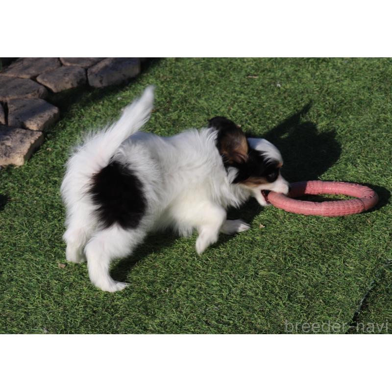 販売中の栃木県のパピヨン-454572の2枚目