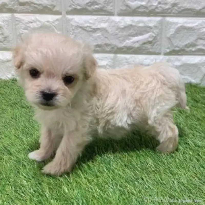 販売中の愛知県のマルプー:マルチーズ×トイプードル-454573の5枚目