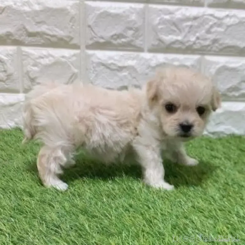 販売中の愛知県のマルプー:マルチーズ×トイプードル-454573の4枚目