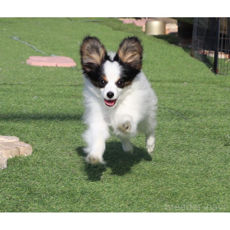 販売中の栃木県のパピヨン-441670の2枚目