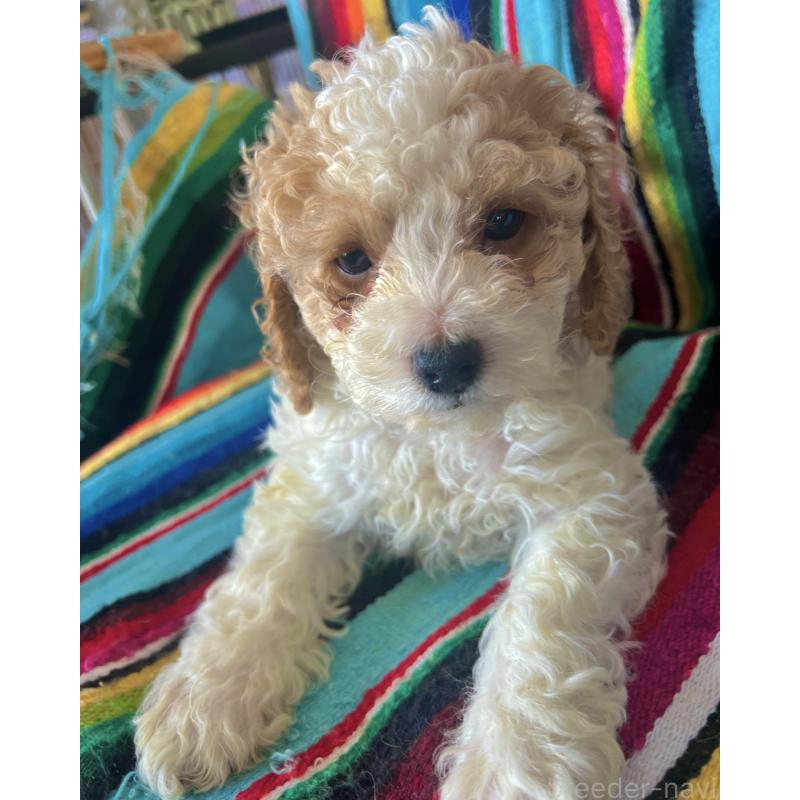 販売中の茨城県のコッカプー:アメリカンコッカースパニエル×トイプードル-454574の3枚目