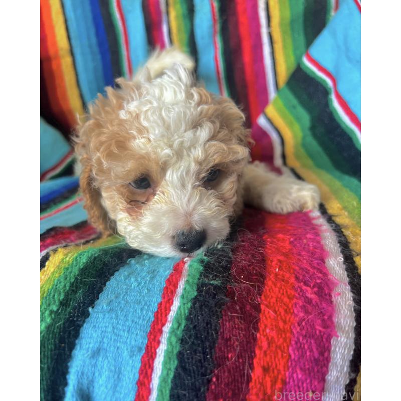 販売中の茨城県のコッカプー:アメリカンコッカースパニエル×トイプードル-454574の2枚目