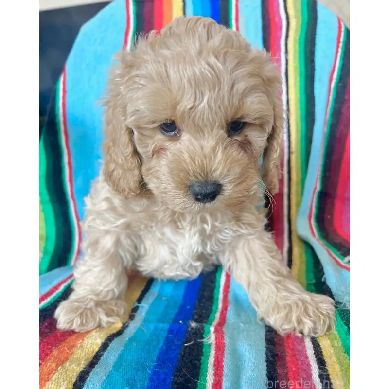 販売中の茨城県のコッカプー:アメリカンコッカースパニエル×トイプードル-454575の3枚目