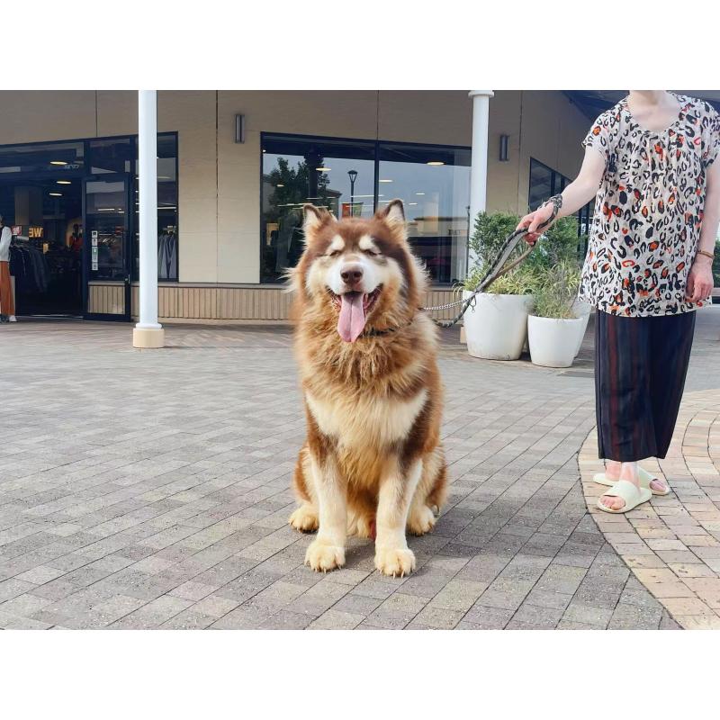 販売中の千葉県のアラスカンマラミュート-454579の5枚目