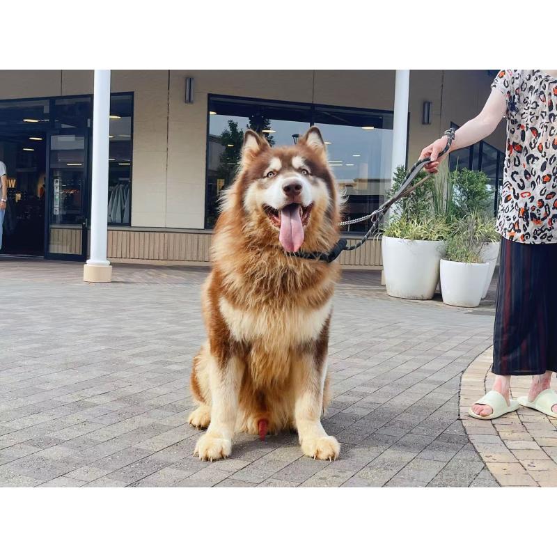 販売中の千葉県のアラスカンマラミュート-454579の4枚目