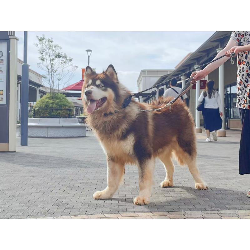 販売中の千葉県のアラスカンマラミュート-454579の3枚目