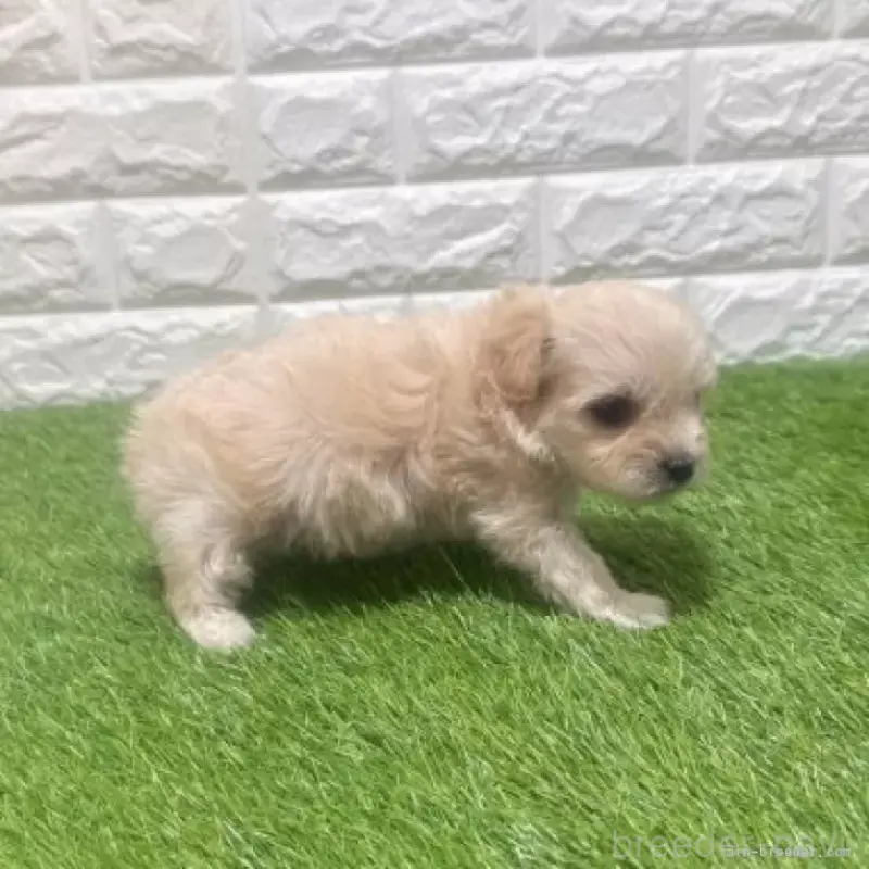 販売中の愛知県のマルプー:マルチーズ×トイプードル-454576の5枚目