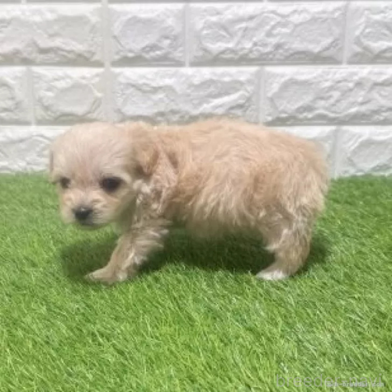 販売中の愛知県のマルプー:マルチーズ×トイプードル-454576の4枚目