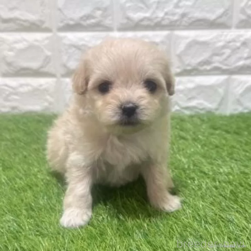 販売中の愛知県のマルプー:マルチーズ×トイプードル-454576の3枚目