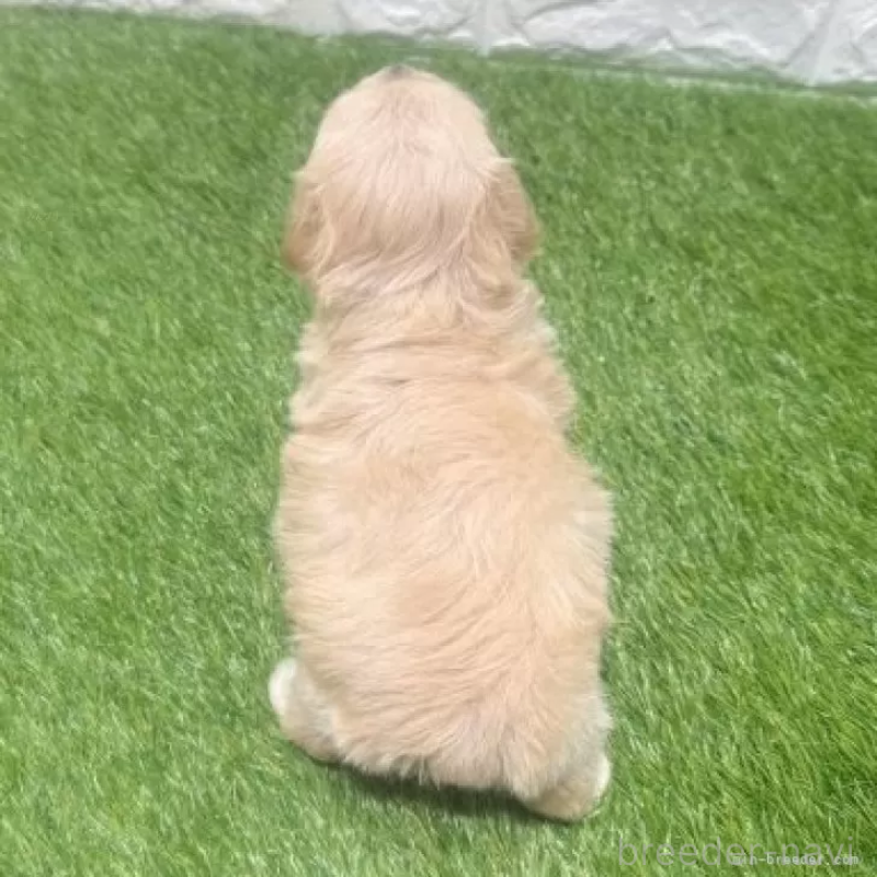 販売中の愛知県のマルプー:マルチーズ×トイプードル-454576の2枚目