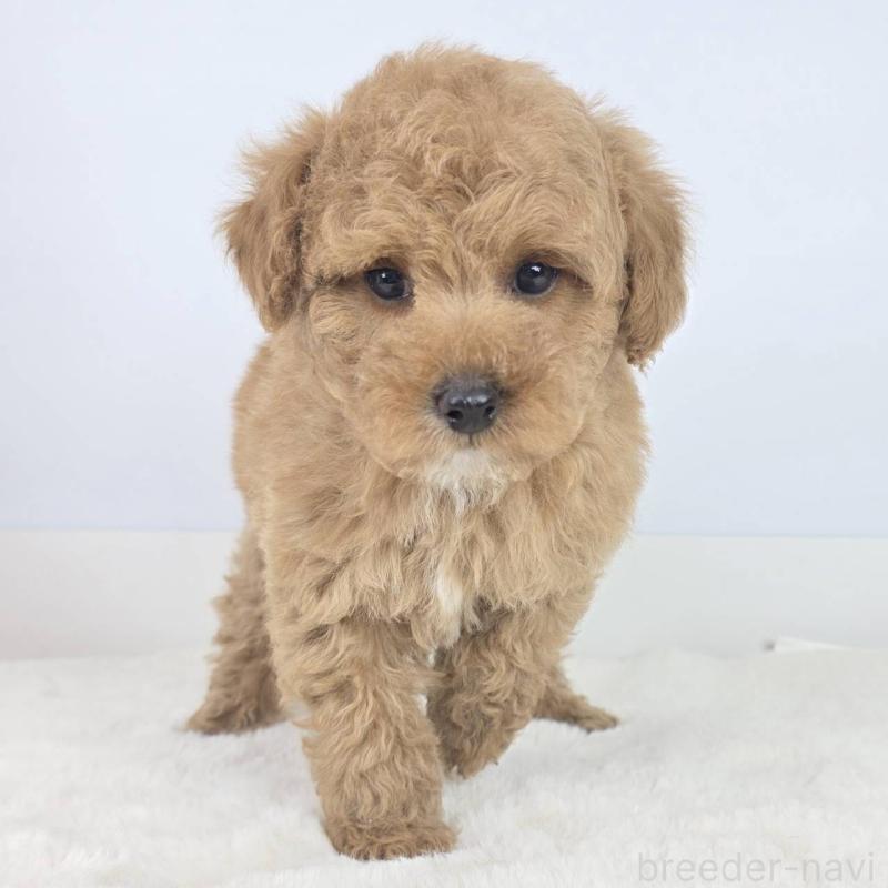 販売中の茨城県のマルプー:マルチーズ×トイプードル-454580の3枚目