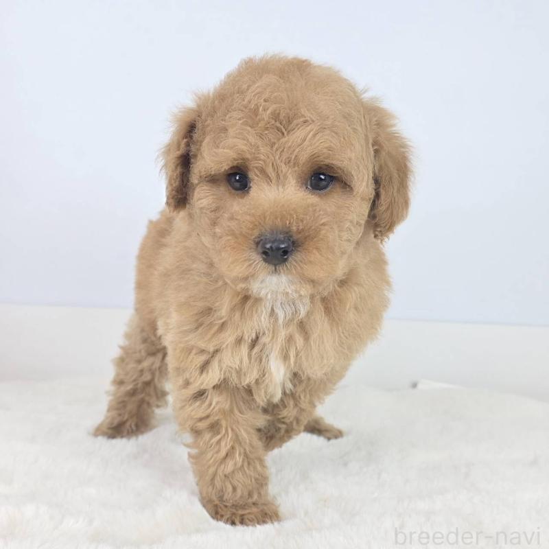 販売中の茨城県のマルプー:マルチーズ×トイプードル-454580の4枚目