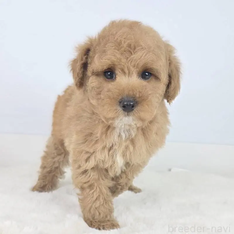 販売中の茨城県のマルプー:マルチーズ×トイプードル-454580の2枚目