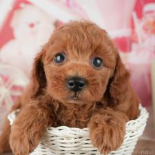 オンライン見学