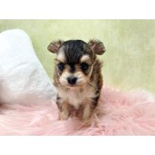 チワプー:チワワ×トイプードルの子犬